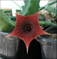 Huernia sp 1